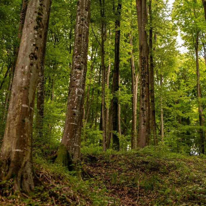 Wiederbewaldung SDW _ St. Elisabeth Senden